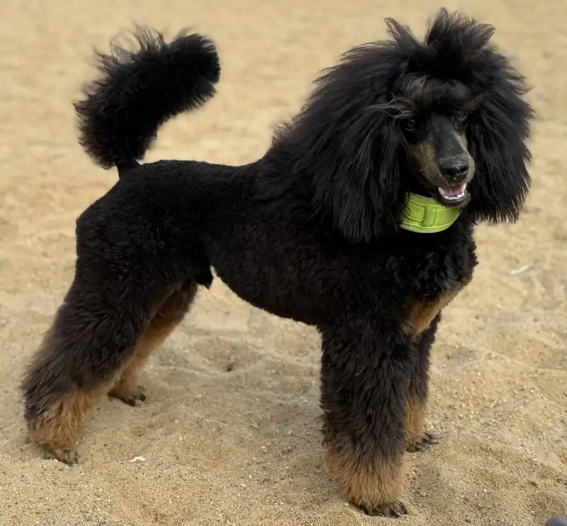 Фото ПУДЕЛЬ для сьемок