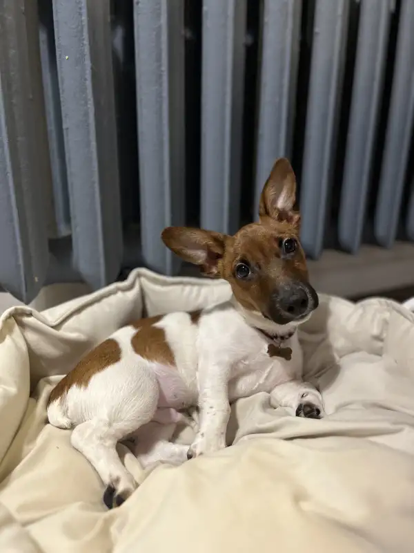 Фото Очаровательный щенок Джек Рассела 