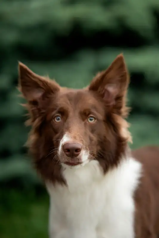 Фото Бордер колли