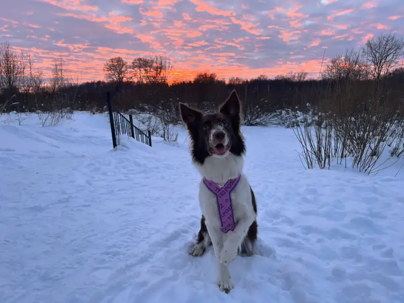 Фото Бордер колли