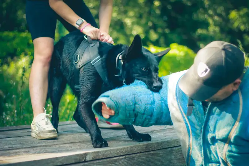 Фото Немецкая овчарка