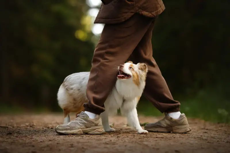 Фото Собака для съемок