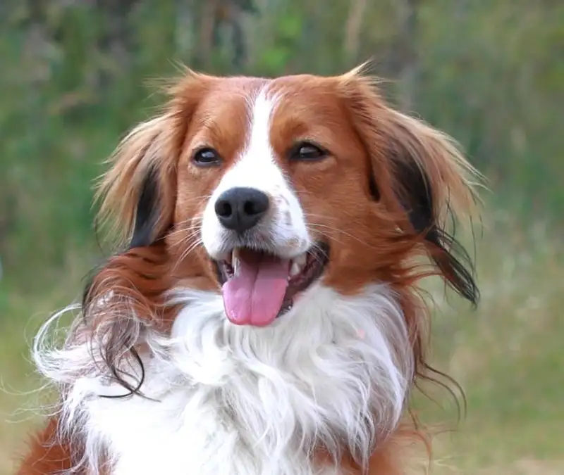 Фото Собака для съемок