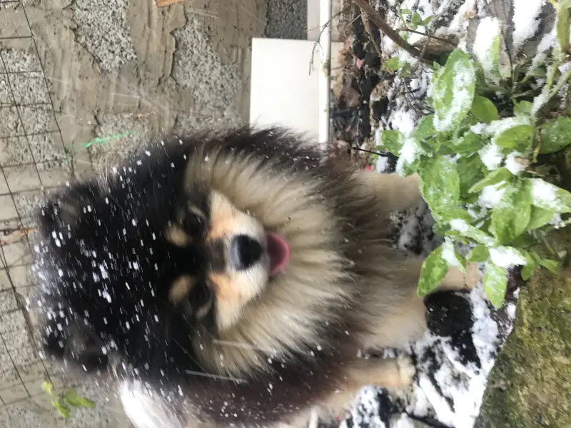 Фото Собака шпиц для съёмок