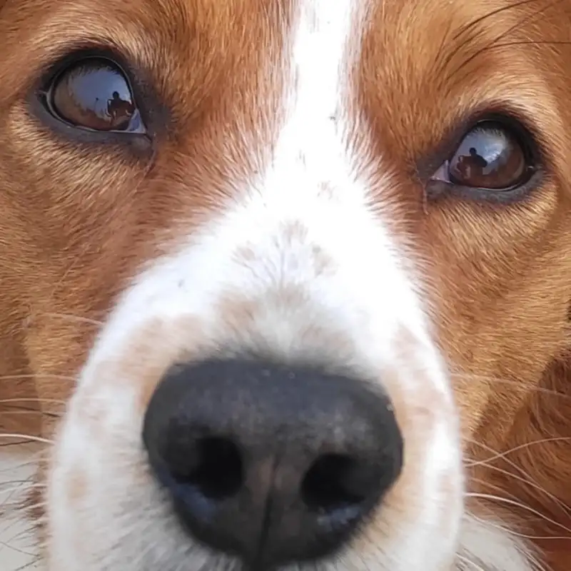 Фото Собака для съемок