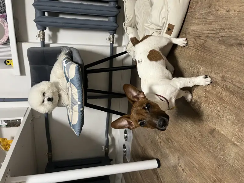 Фото Очаровательный щенок Джек Рассела 