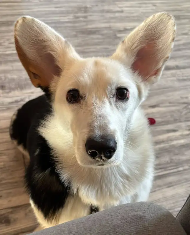 Фото Корги для съёмок