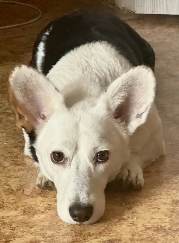 Фото Корги для съёмок