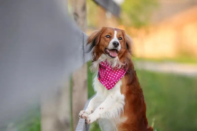 Фото Собака для съемок