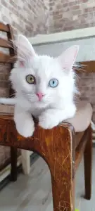Ищем Сьёмки! Котенок Сахарок