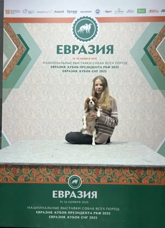 Фото Собака для съемки рекламы