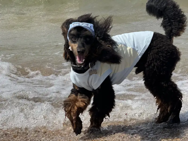 Фото ПУДЕЛЬ для сьемок