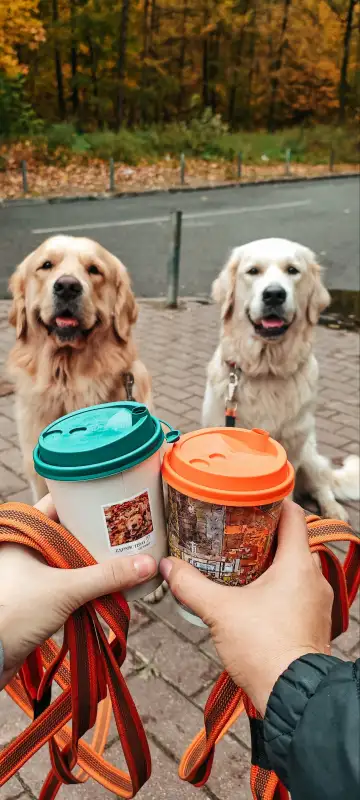 Фото Золотистые ретриверы для съёмок