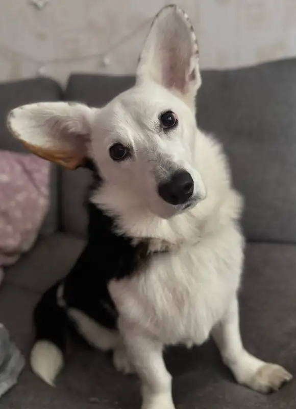 Фото Корги для съёмок