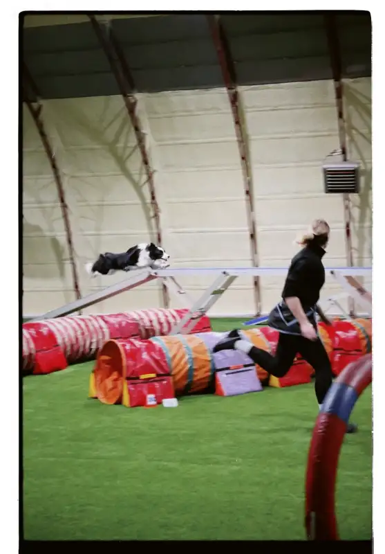 Фото Бордер колли для съемок