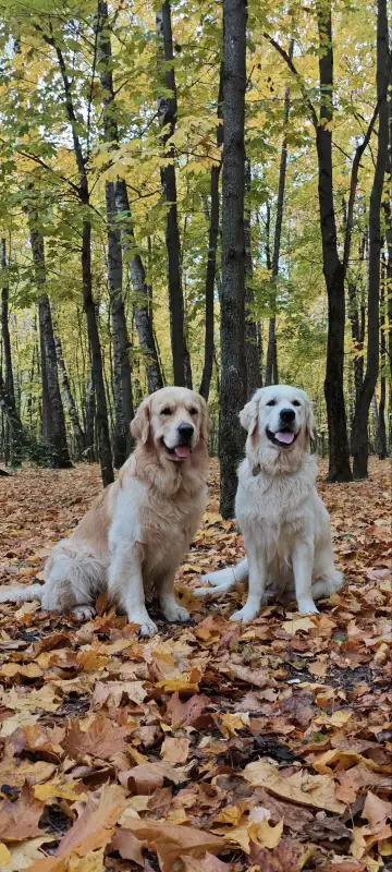 Фото Золотистые ретриверы для съёмок