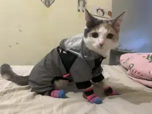 Котенок девочка Мюсля готова сниматься в фильме/рекламе