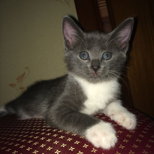 Фото Черная кошка