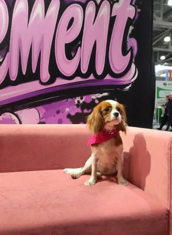 Фото Собака для съемки рекламы