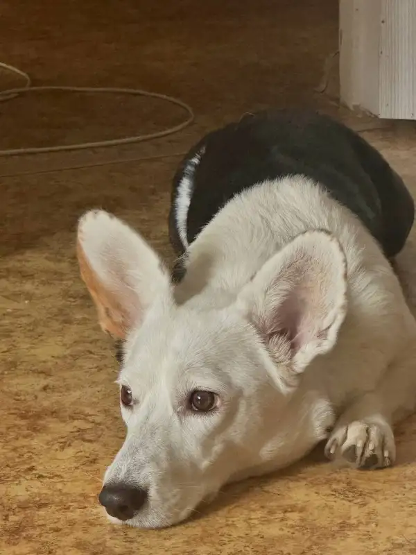 Фото Корги для съёмок