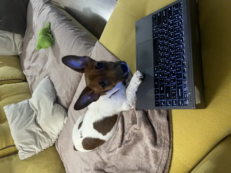 Фото Очаровательный щенок Джек Рассела 