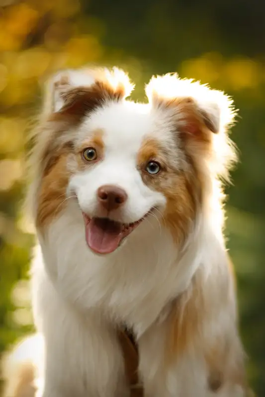 Фото Собака для съемок