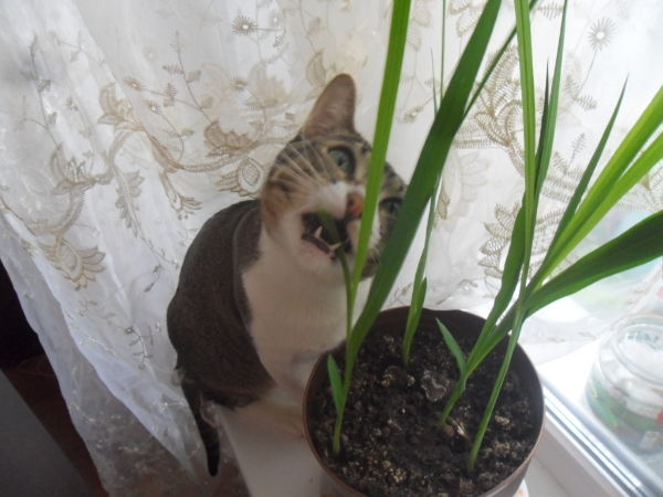 Фото Красивые,милые котики.