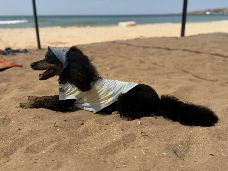 Фото ПУДЕЛЬ для сьемок