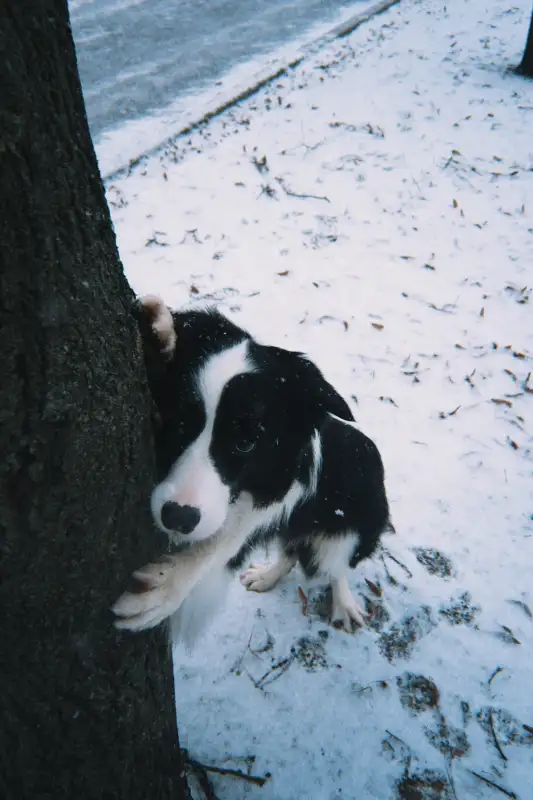 Фото Бордер колли для съемок