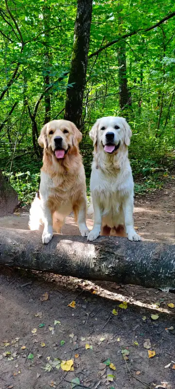 Фото Золотистые ретриверы для съёмок