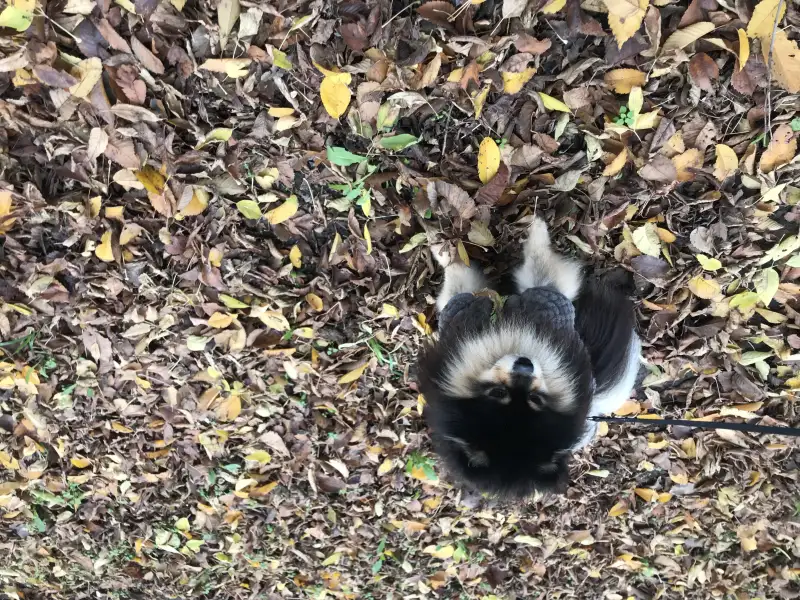 Фото Собака шпиц для съёмок