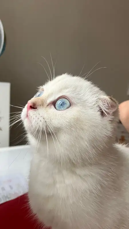 Фото Очаровательный кот Михаил