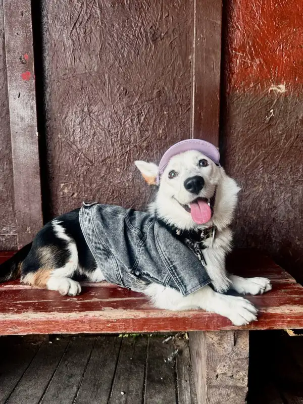 Фото Корги для съёмок