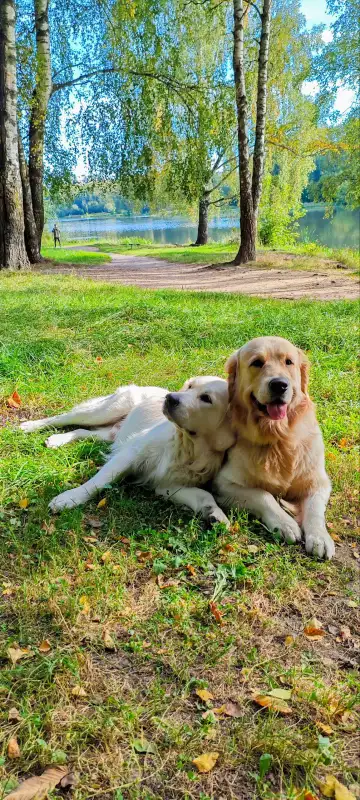 Фото Золотистые ретриверы для съёмок
