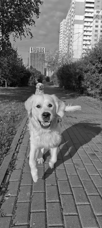 Фото Золотистые ретриверы для съёмок