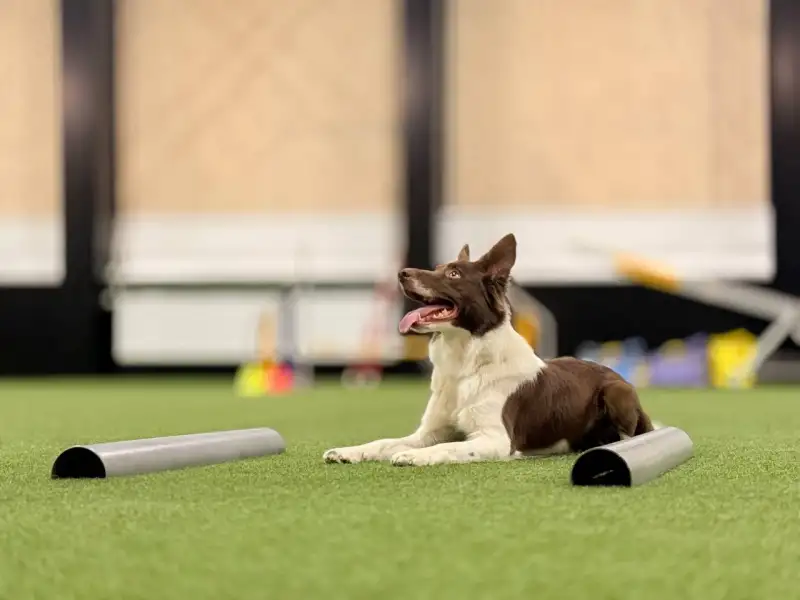 Фото Бордер колли