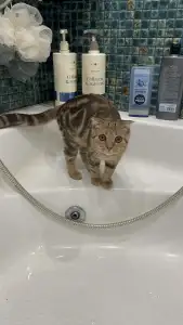Вислоухий котенок Цирилла готова стать звездой