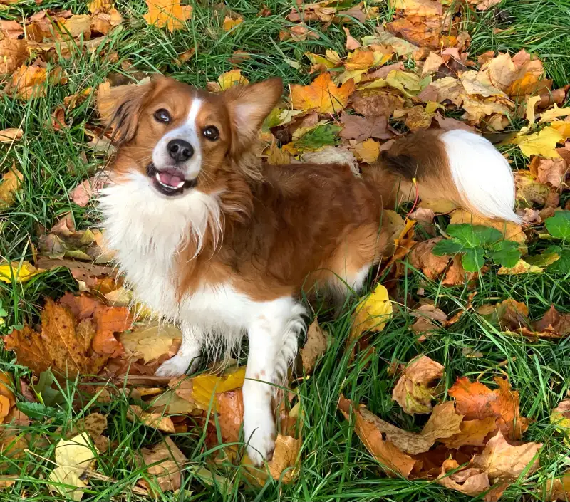 Фото Собака для съемок