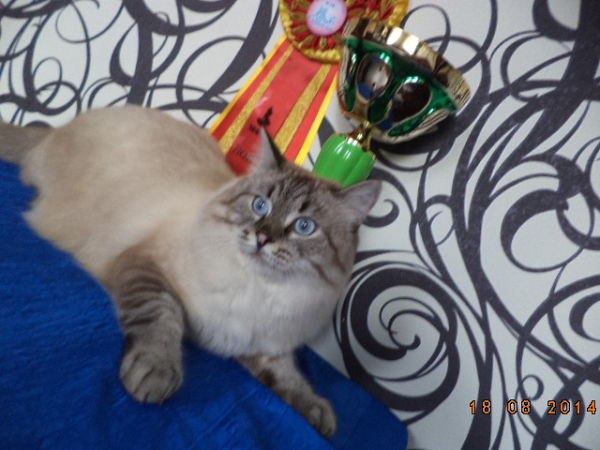 Фото Кота для съемок