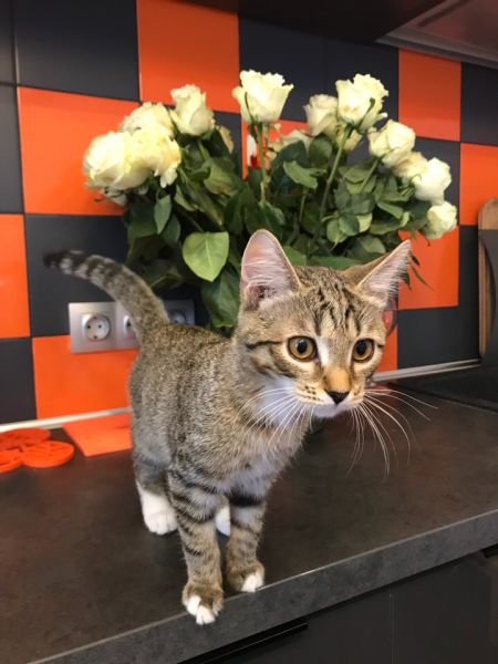 Фото Котик для съемок