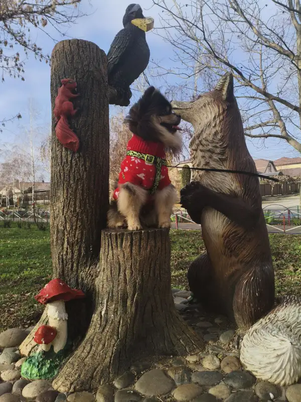 Фото Собака шпиц для съёмок