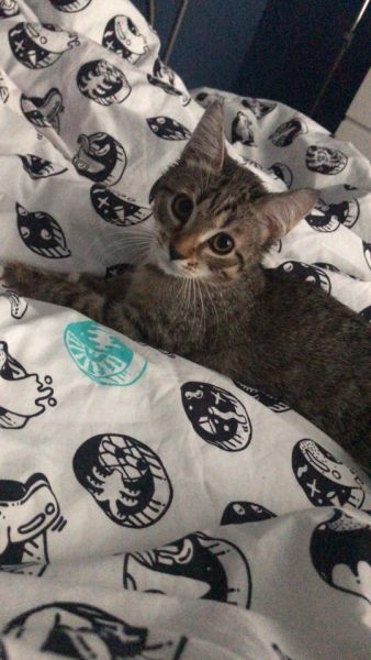 Фото Котик для съемок