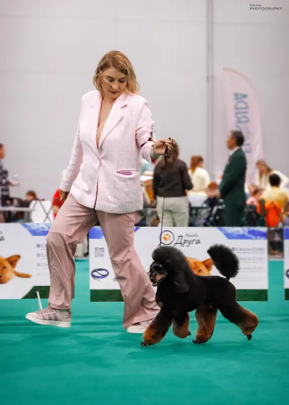 Фото ПУДЕЛЬ для сьемок