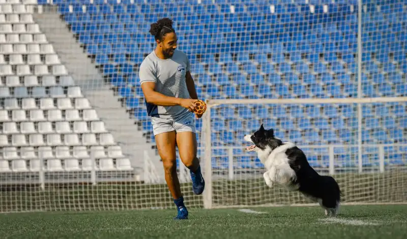 Фото Бордер колли для съемок