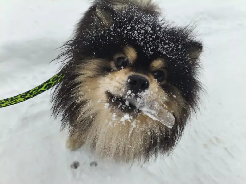 Фото Собака шпиц для съёмок