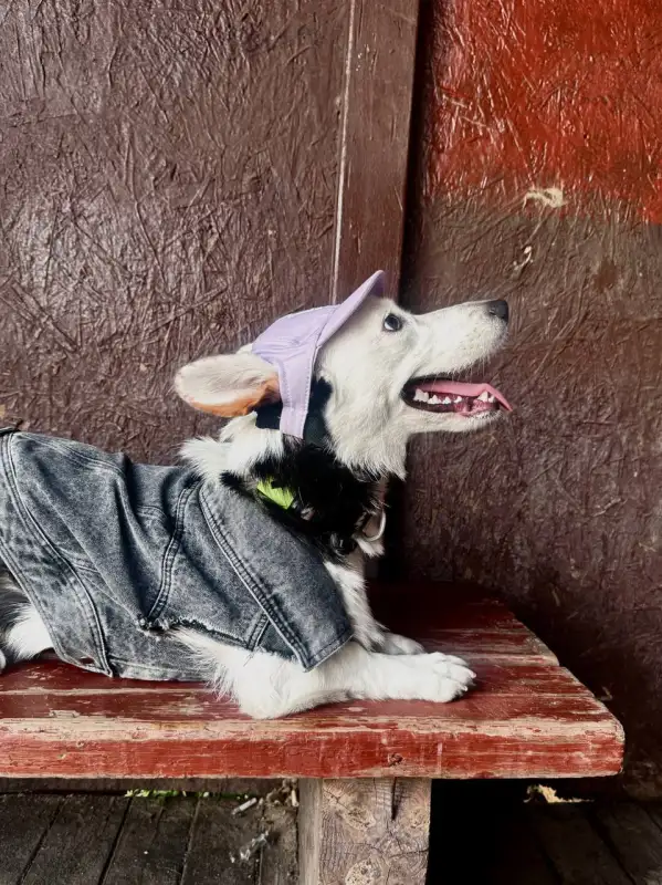 Фото Корги для съёмок