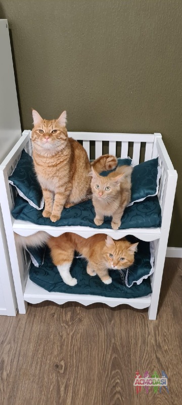 Фото Котики
