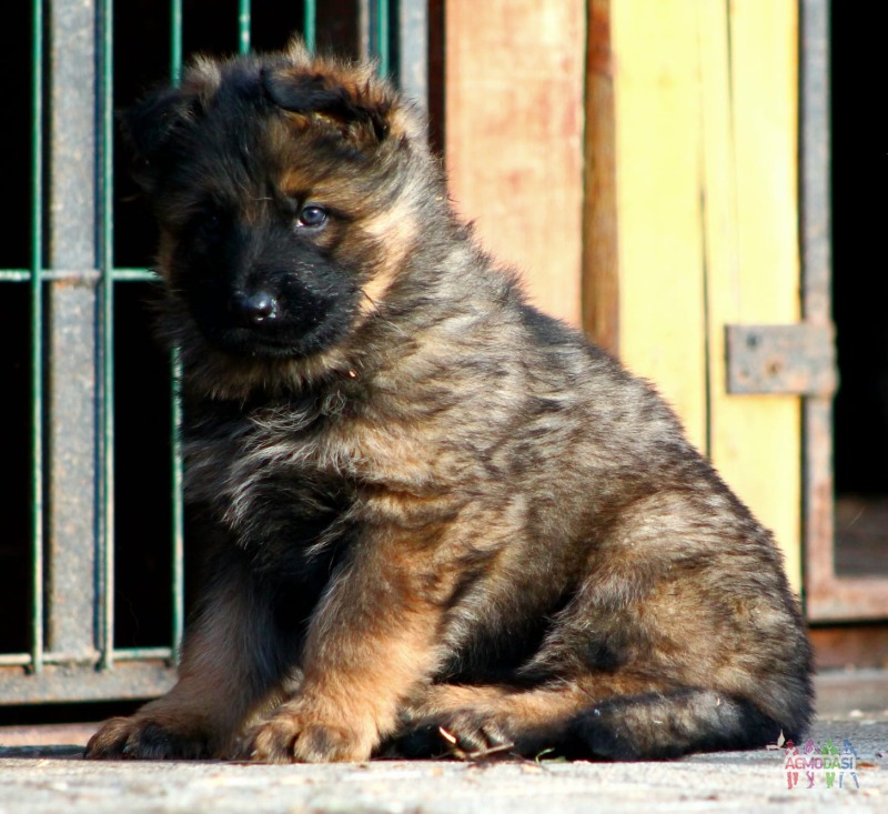 Фото Собаки для съемок