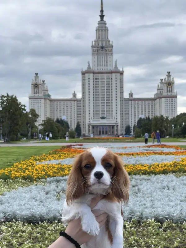 Фото Собака для съемки рекламы