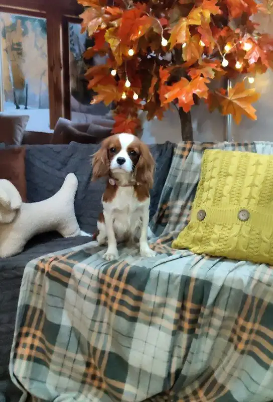 Фото Собака для съемки рекламы